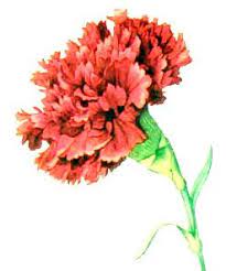 Spain The National Flower Of Spain Is Considered To Be The Carnation Spanish Clavel Esse Red Carnation Cute Wallpaper Backgrounds Small Shoulder Tattoos