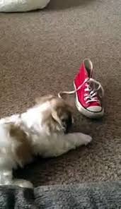 Free delivery and returns on ebay plus items for plus members. Shih Tzu X Bichon Frise Puppy Barking At A Shoe Video Dailymotion