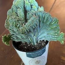 Image result for Indigofera congesta