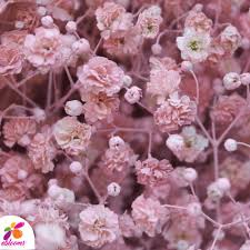 Baby breath is a popular fringed flower that will be usually combined with the main paper flowers, so today i would like to share this simple tutorial. Baby S Breath Light Pink Tinted Eblooms Farm Direct Inc