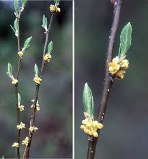 Image result for Linderniella