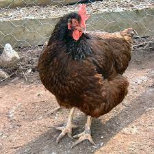 Hotspots are organized by county. Rhode Island State Bird Rhode Island Red Gallus Gallus Domesticus From Netstate Com
