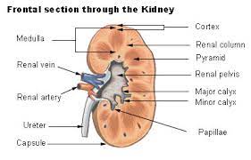 Yet in the renal lobe (which is the renal pyramid and renal column) is where urine production occurs. Seer Training Kidneys