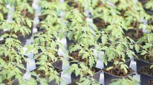 Check spelling or type a new query. Annu Hinner Du Sa Dina Egna Tomater Har Ar Proffsens Basta Tips Vastnyland Svenska Yle Fi