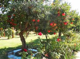 Small tree grows to twelve feet and is. Pin By Sal Bill On Persephone S Pomegranate Garden Trees Plants Low Water Gardening