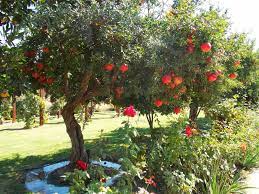 It is considered a sub tropical fruit; Pin On Trees