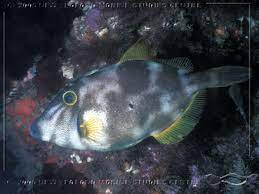 Fish Leatherjacket