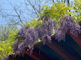 Wisteria Flower