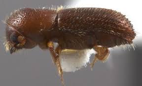 Image result for Xyris schliebenii