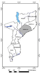 Image result for Adenia zambesiensis