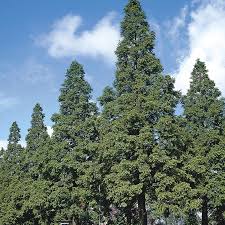 250 years, but the seed germination rate is poor and seed dispersal from the parent tree is minimal. Dawn Redwood Facts Habitat Growth Rate Lifespan Pictures