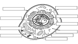 Coloring worksheet animal cell coloring key image information: Cell The Biology Corner