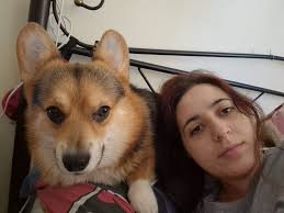 I have posted here many times and everyones words always help me.. today my  post is a bit more happy... 22 of August we said goodbye to my 5 year old  corgi