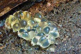 I'm being lazy and not looking up. Slug And Snail Egg Identification How To Get Rid Of Snail Slug Eggs In Gardens