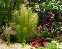 Image result for Pogostemon rogersii