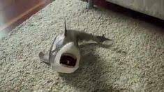 Dogs Puppies Baby Shark Cute Baby Videos Funny Animal Videos