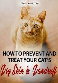 How To Prevent And Treat Your Cat S Dry Skin And Dandruff Oliveknows Cat Skin Cat Skin Problems Cat Diseases