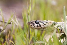 Comment éloigner et chasser naturellement les serpents avec un répulsif. Serpents 10 Astuces Naturelles Pour Les Eloigner De Votre Jardin