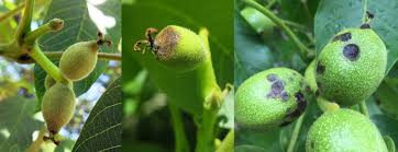 Image result for Walnut blight