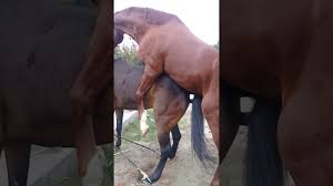 Kawin kuda, california city, california. Download Perkawinan Binatang Kuda Mp4 3gp Naijagreenmovies Netnaija Fzmovies