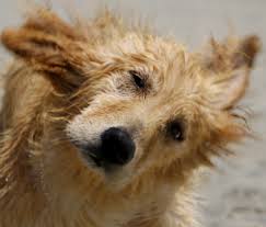 Maybe you would like to learn more about one of these? Why Is My Dog Shaking His Head All The Time