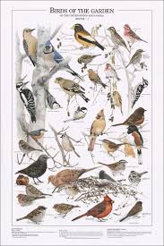 Garden Birds Of Us And Canada Pet Birds Bird Poster Bird Identification
