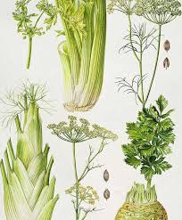 Image result for Apium graveolens