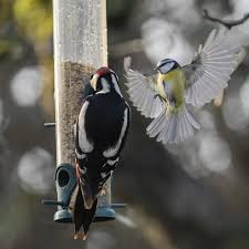 Tango celine ifsa dressed she resembled her pictures