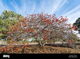 Image result for Erythrina afra