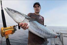 Beli ikan tenggiri giling online berkualitas dengan harga murah terbaru 2021 di tokopedia! 18 Jenis Ikan Tenggiri Dan Daftar Harga Terbaru Per Kg Di 2021