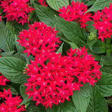 Image result for Pentarrhinum