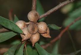 Image result for Faurea rubriflora