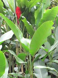 Image result for Coccinia senensis