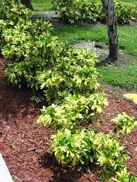 Arborcola Trinette Landscaping Plants Florida Plants Plants