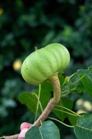 Image result for Hura crepitans