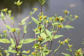 Image result for Bidens oligoflora