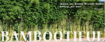 Bamboo screens on the other hand are best. Bamboo Land Nursery And Parklands Qld Australia Wholesale And Retail