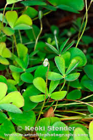 Image result for Marsilea vera