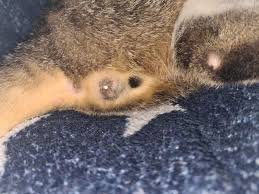 Am besten du besprichst es mit. Weiss Jemand Was Das Sein Konnte Tiere Katze Kater