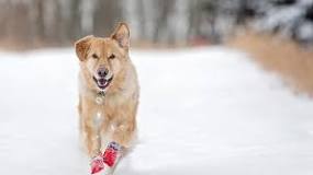 Protect your dog's paws from winter weather | Animal Humane ...