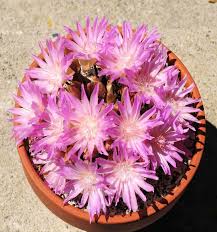 Image result for Pycnostachys schliebenii