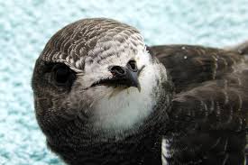 Результат пошуку зображень за запитом "стриж"