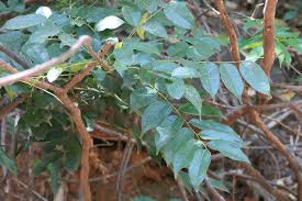 Image result for Rourea