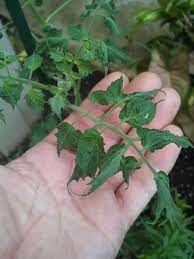 Maybe you would like to learn more about one of these? Misshapen Deformed Curled Tomato Leaves Gardening