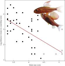 See more ideas about mural, fish, wall murals. Dominant Males Exploit The Courtship Effort Of Subordinate Males In An Amazonian Fish Sciencedirect