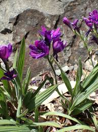 Image result for Babiana