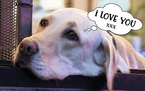 Do you know how to express your love to your dog in his language? 7 Simple Ways To Spend More Time With Your Dog Tiny Terrier