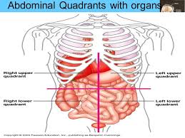 Located in the upper right quadrant of the abdominal cavity. Human Physiology And Anatomy Ppt Download