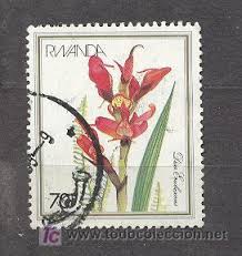 Image result for Disa erubescens