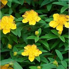 Iperico come medicina proprietà teraputiche dell'iperico l'iperico è una pianta dalle proprietà cosmetiche e terapeutiche utilizzata anche in omeopatia. Iperico Calicino Hypericum Calycinum Verde Commerce